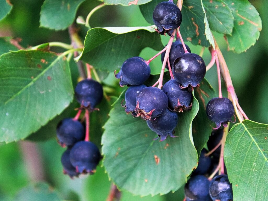 Die Felsenbirne – Der vielseitige Hingucker für jeden Garten felsenbirne