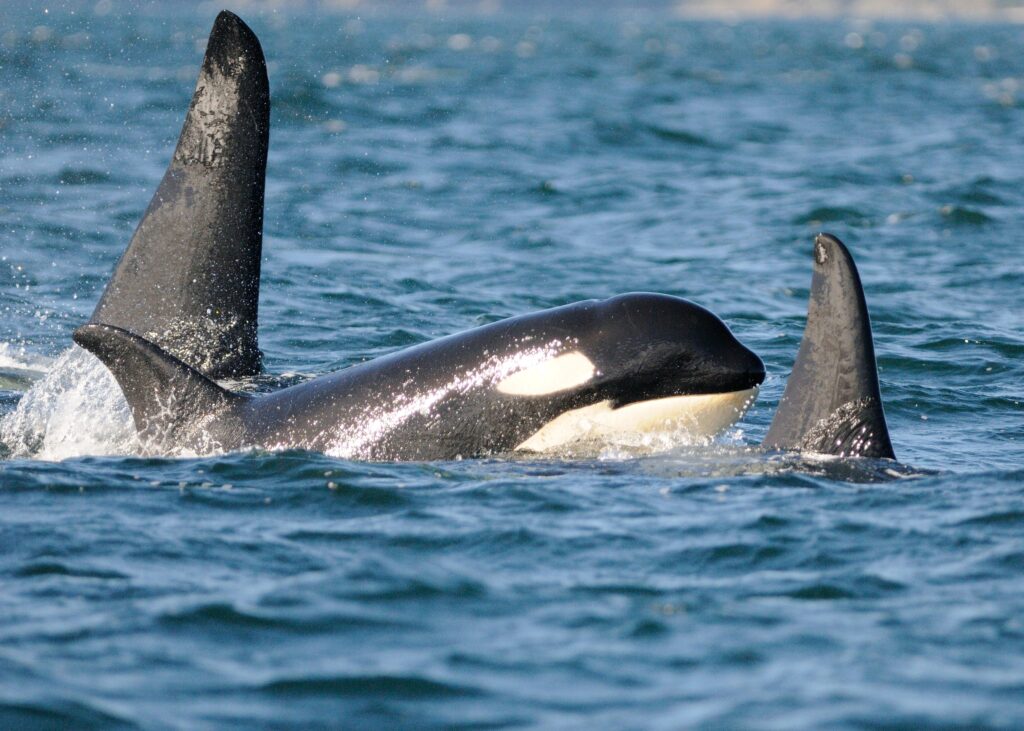 Was ist mit Tilikum passiert, dem Orca, der seinen SeaWorld-Trainer getötet hat? Tilikum