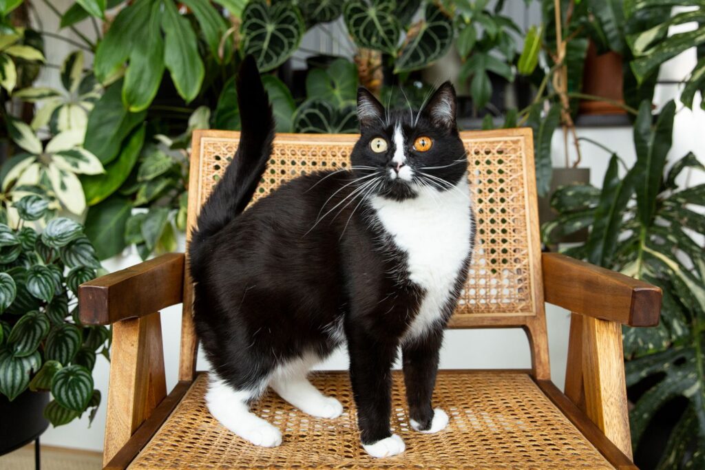 tuxedo cat