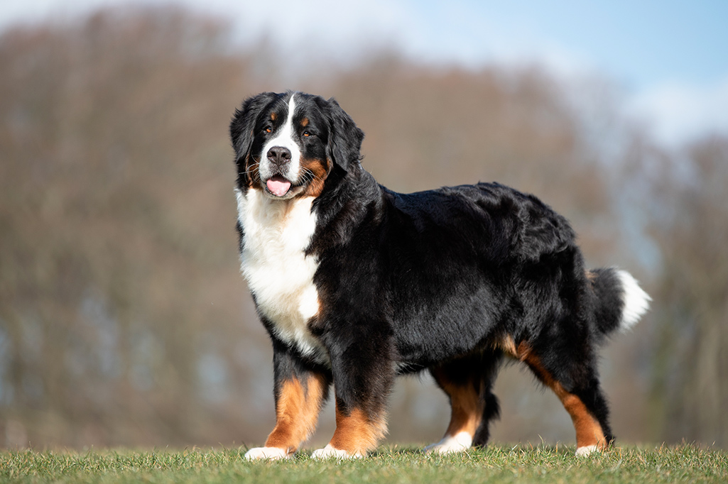 Bouvier Bernois – Charakter, Pflege, Haltung und Wissenswertes über die sanfte Hunderasse bouvier bernois
