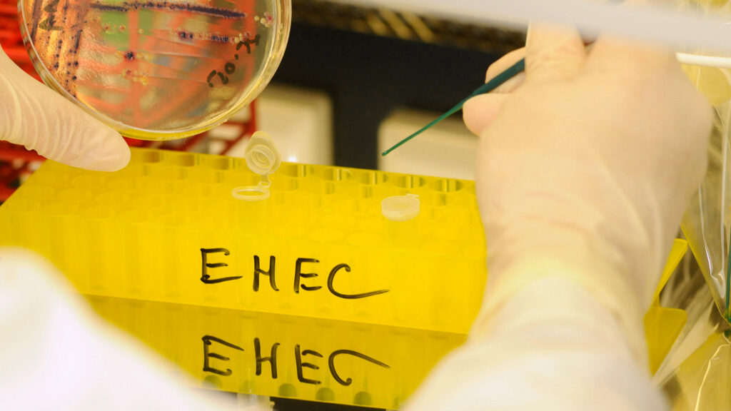 ehec wie lange krank