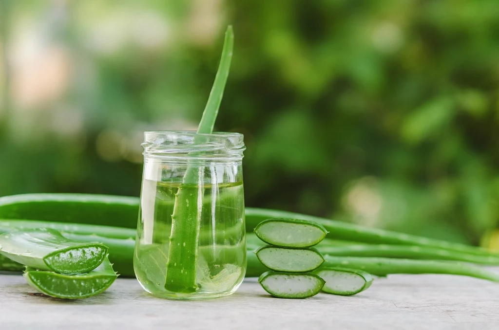 Aloe Vera: Wirkung, Anwendung, Gel & Risiken 2026 aloe vera